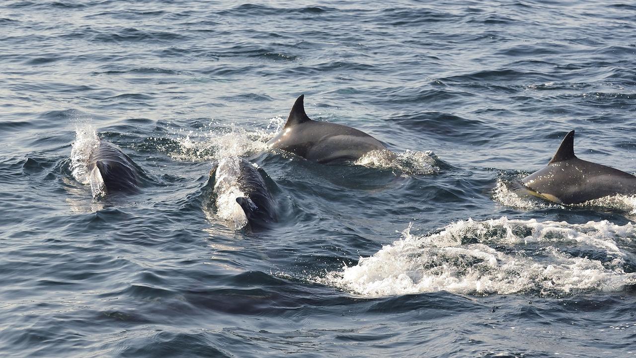 Cois Na Sionna Hotell Killimer Eksteriør bilde